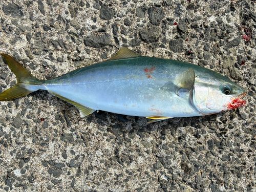 フクラギの釣果