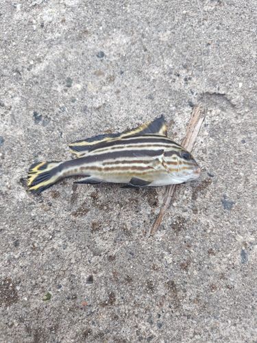 コロダイの釣果