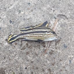 コロダイ