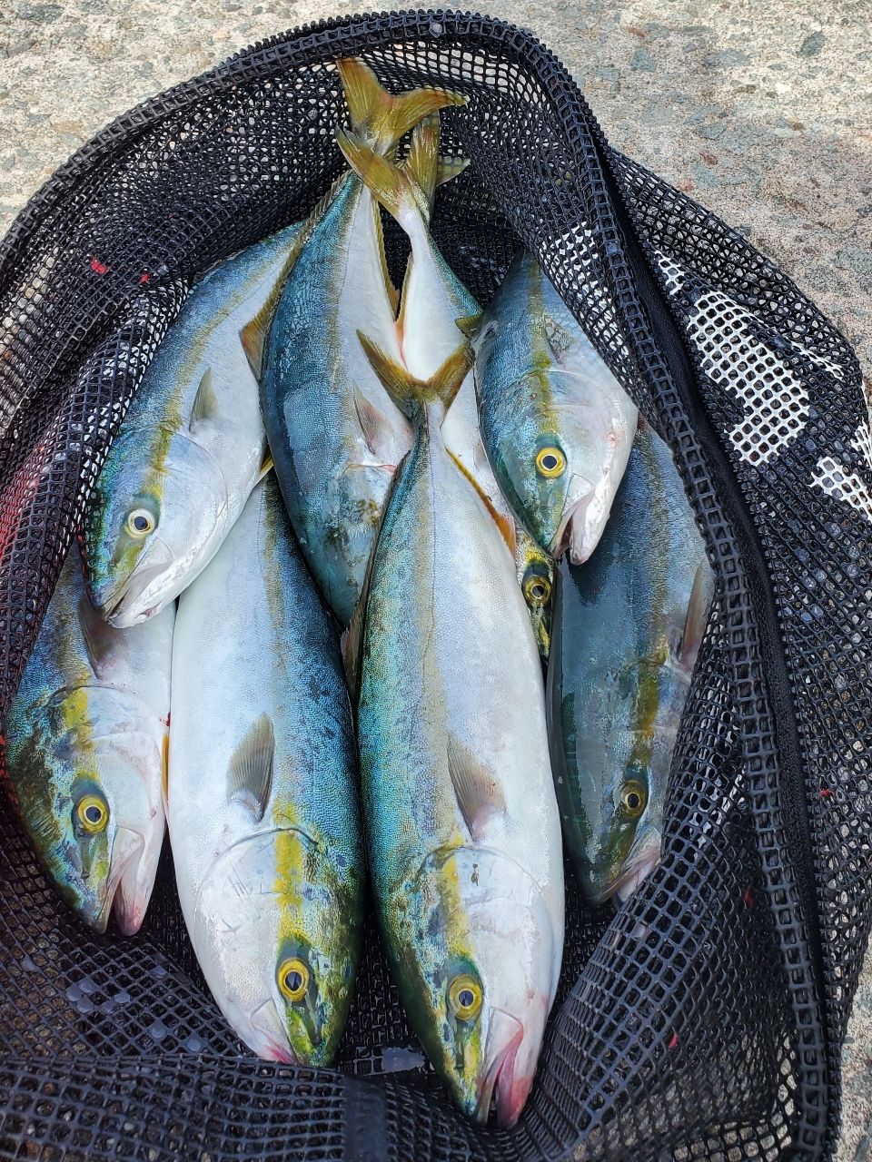 Gamakatsu ラグゼ コヨーテ S100Hの最安値・インプレ・釣果 | 本音の