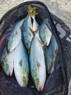 フクラギの釣果