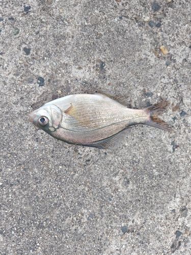 ウミタナゴの釣果