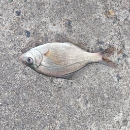 ウミタナゴ