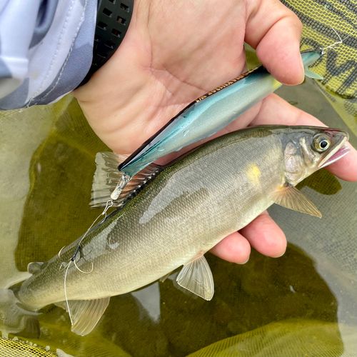 アユの釣果