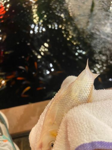 コイの釣果