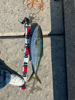 メジロの釣果