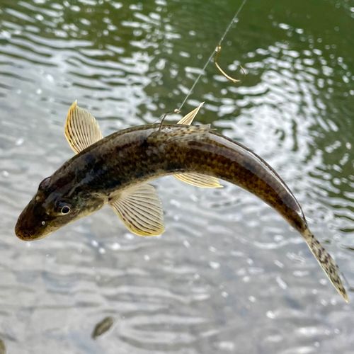 カマツカの釣果