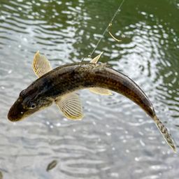 カマツカ