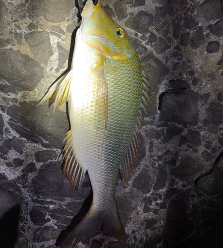 駿河湾