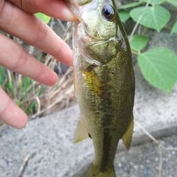 ラージマウスバス