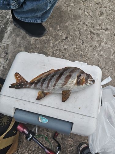 タカノハダイの釣果