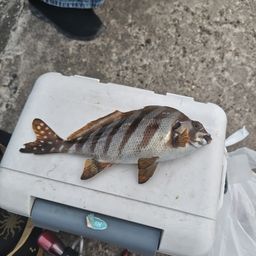 タカノハダイ