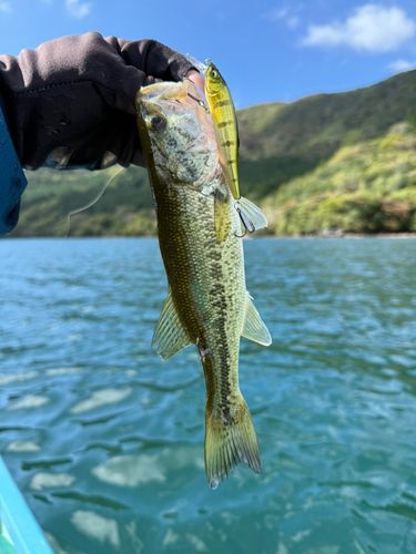 ラージマウスバスの釣果