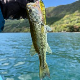 ラージマウスバス