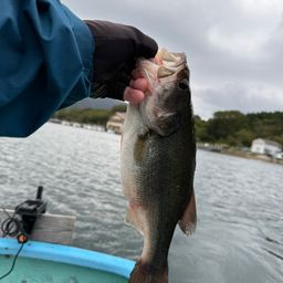 ラージマウスバス