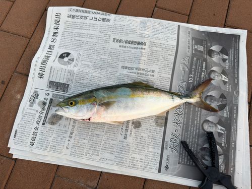 ツバスの釣果