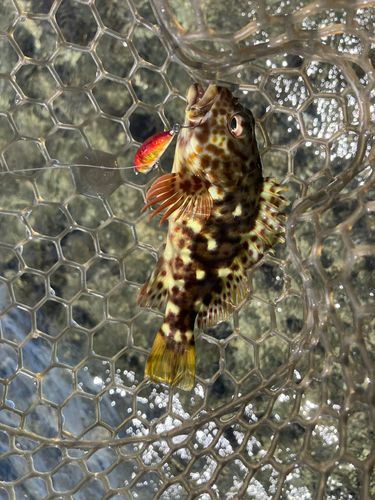 イソゴンベの釣果