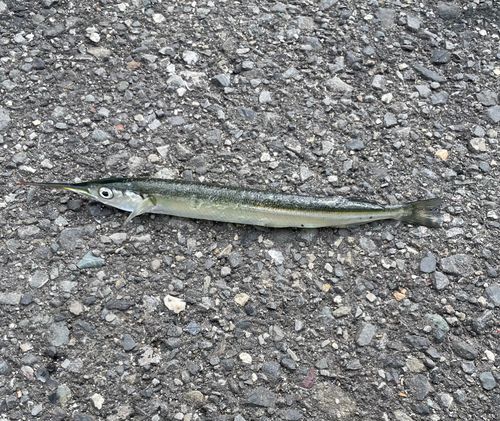 サヨリの釣果
