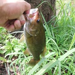 スモールマウスバス