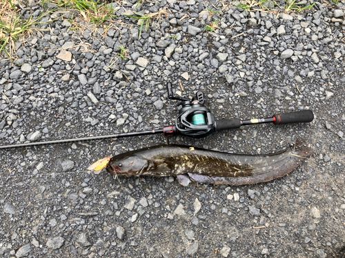 ニホンナマズの釣果
