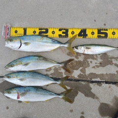 ツバスの釣果
