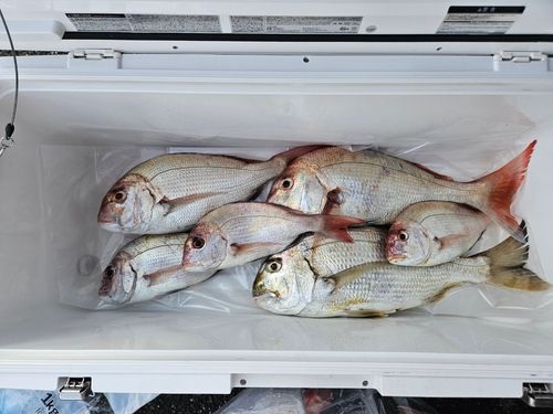 マダイの釣果