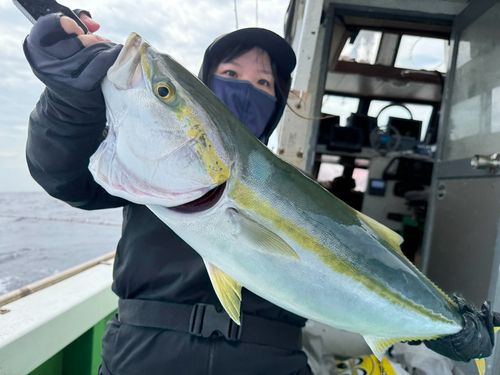ヤズの釣果