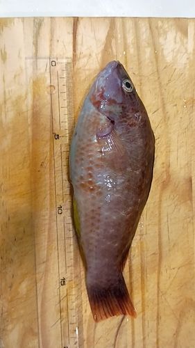 アカササノハベラの釣果