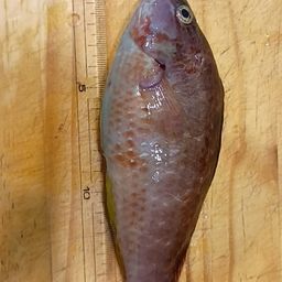 アカササノハベラ