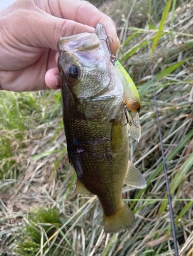 ラージマウスバスの釣果