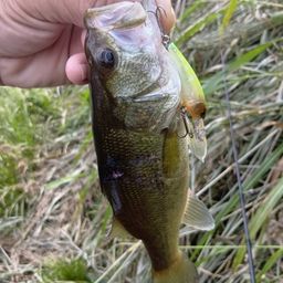 ラージマウスバス