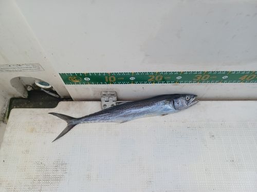 サゴシの釣果