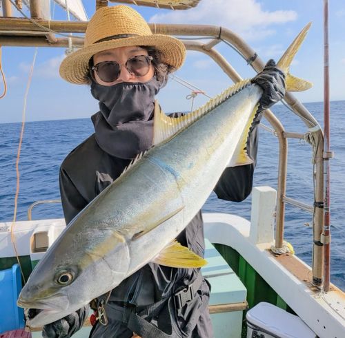 ヒラマサの釣果