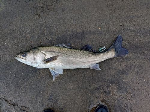 スズキの釣果