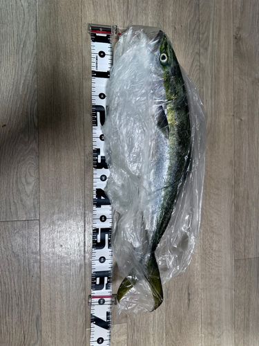 ハマチの釣果
