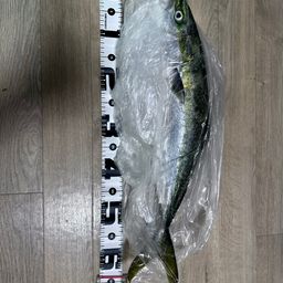 ハマチ