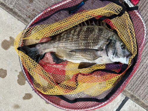 クロダイの釣果