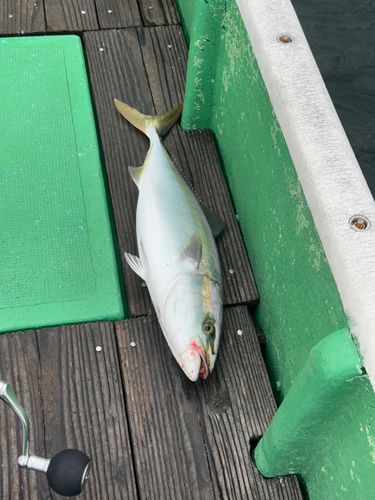ハマチの釣果