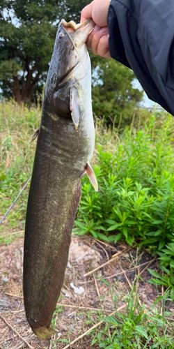 ナマズの釣果
