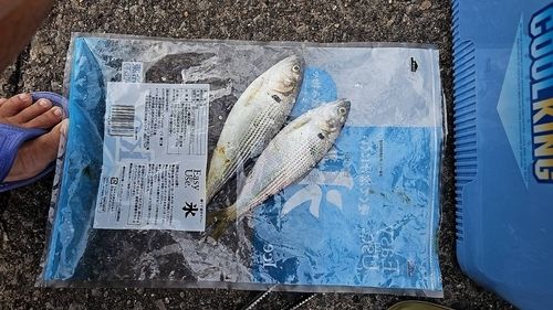 東京湾（アクアライン〜富津）