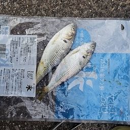 コノシロ