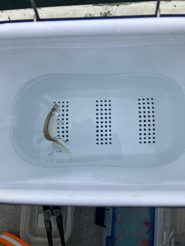 ワカサギの釣果