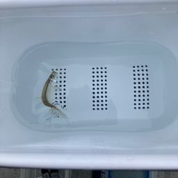 ワカサギ