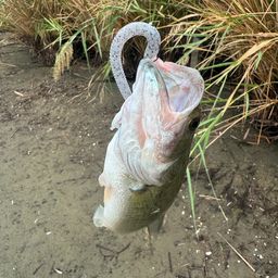 ラージマウスバス