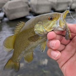 スモールマウスバス
