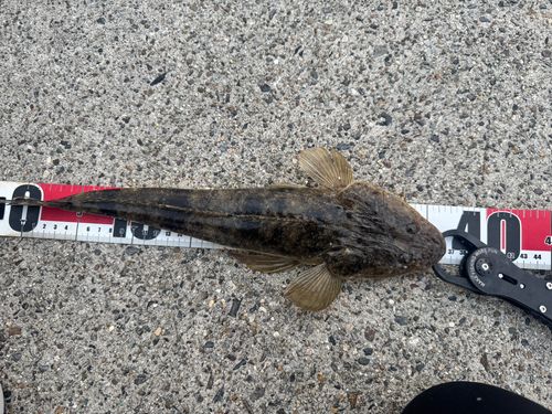 マゴチの釣果