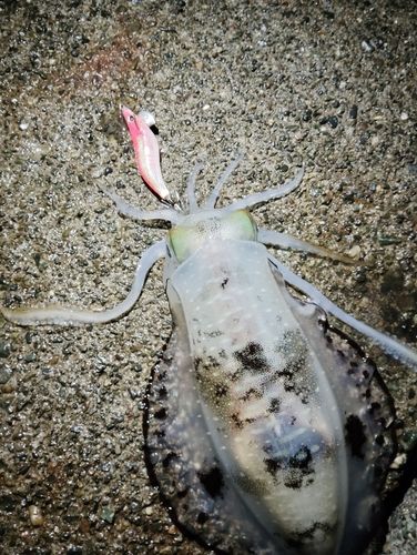 浦賀