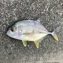 ロウニンアジの釣果