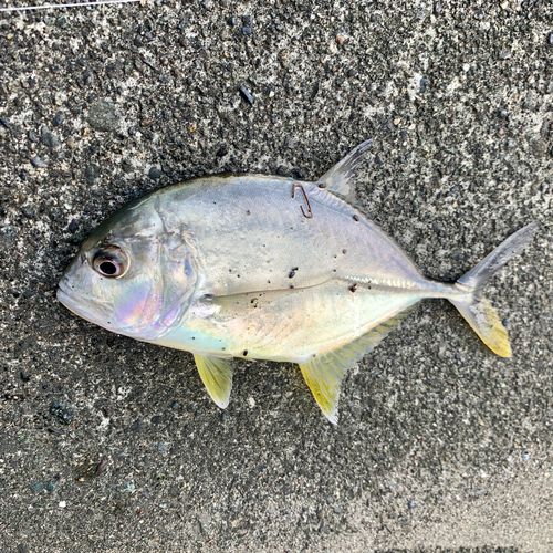 ロウニンアジの釣果