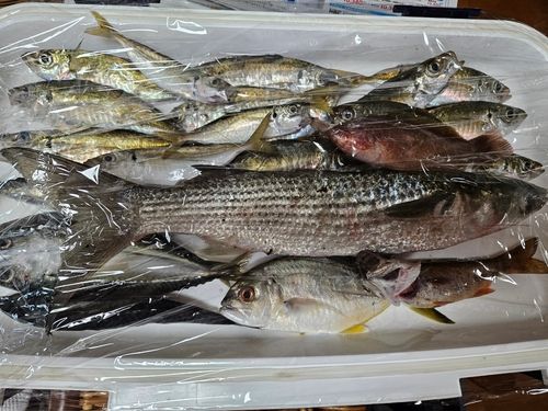 勝浦湾